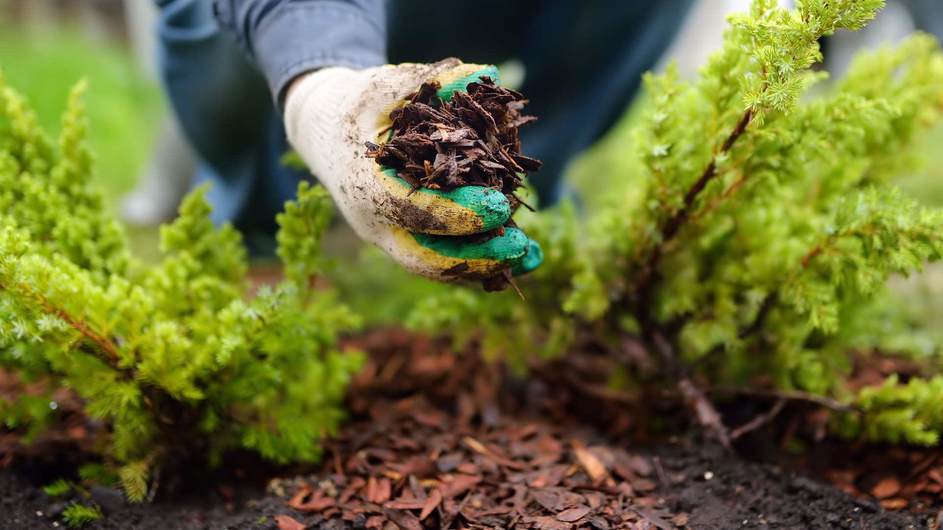 Gloved professional adding mulch to landscape bed in Papillion, NE.