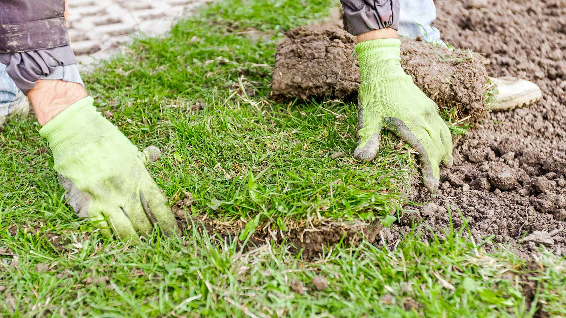 Should You Choose Sod or Seed for Your New Lawn?