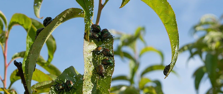Japanese beetles infested plant leaves near La Vista, Nebraska.