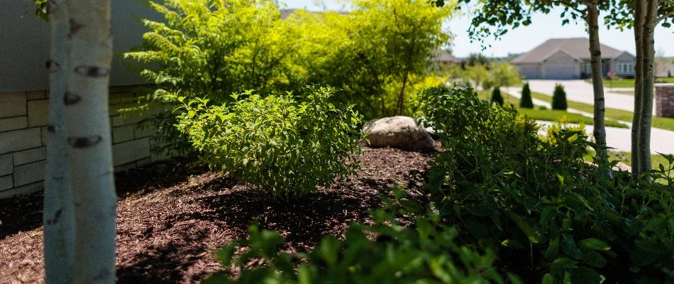 Landscape in Omaha, NE, with plants in sunny and shaded areas.