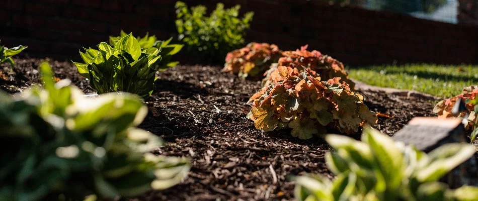 Mulch installed in landscape bed in Omaha, NE.