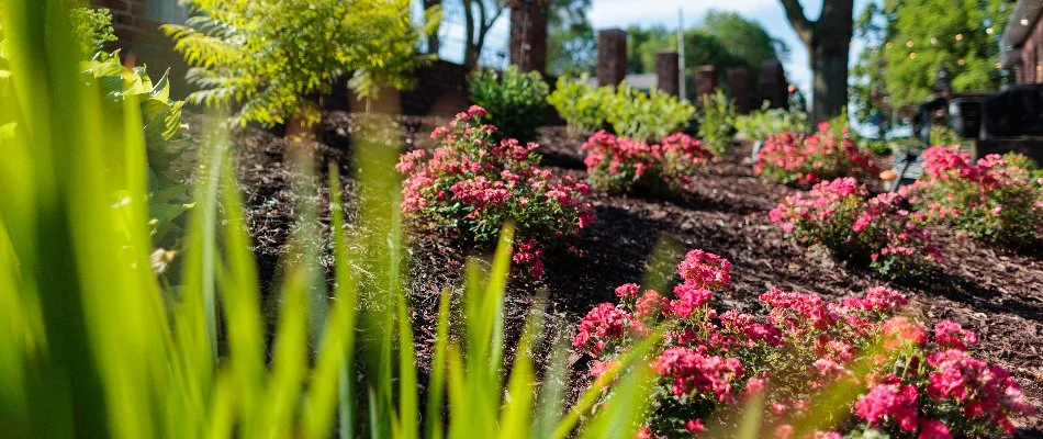 Pink plants and green shrubs on a landscape in Omaha, NE.