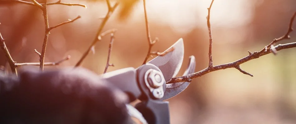 Pruning dormant plant in Omaha, NE, in the winter.