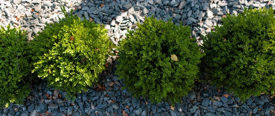 Rocks as ground cover in Omaha, NE.