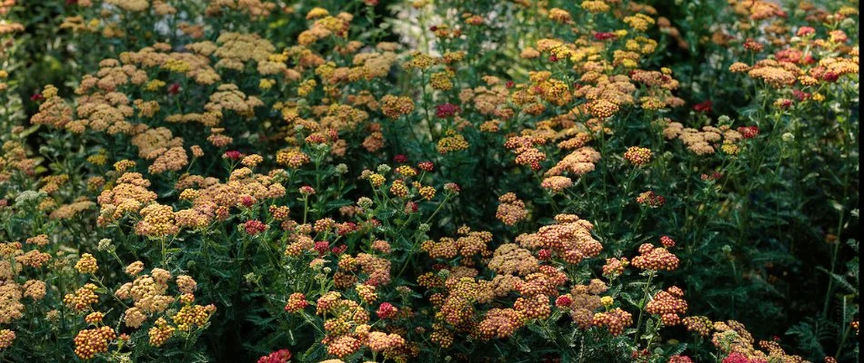 Close-up of colorful wildflowers in a garden, showcasing vibrant blooms in shades of yellow and red.