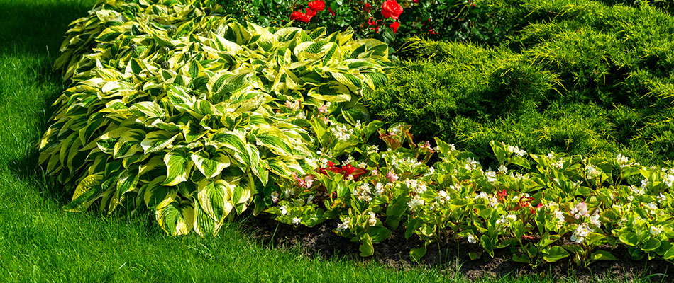 A bright green landscape bed with red flowers that is well maintained by a home in Waterloo, NE. 