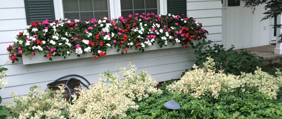 Florals installed for landscape beds in Papillion, NE.