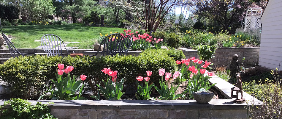 Pink tulips installed in softscape in Gretna, NE.