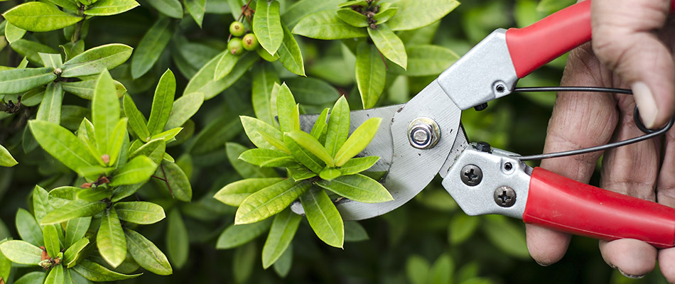 Close up on our landscaper's pliers in action pruning a shrub for health in Waterloo, NE. 